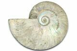 Silver Iridescent Ammonite (Cleoniceras) Fossil - Madagascar #328381-1